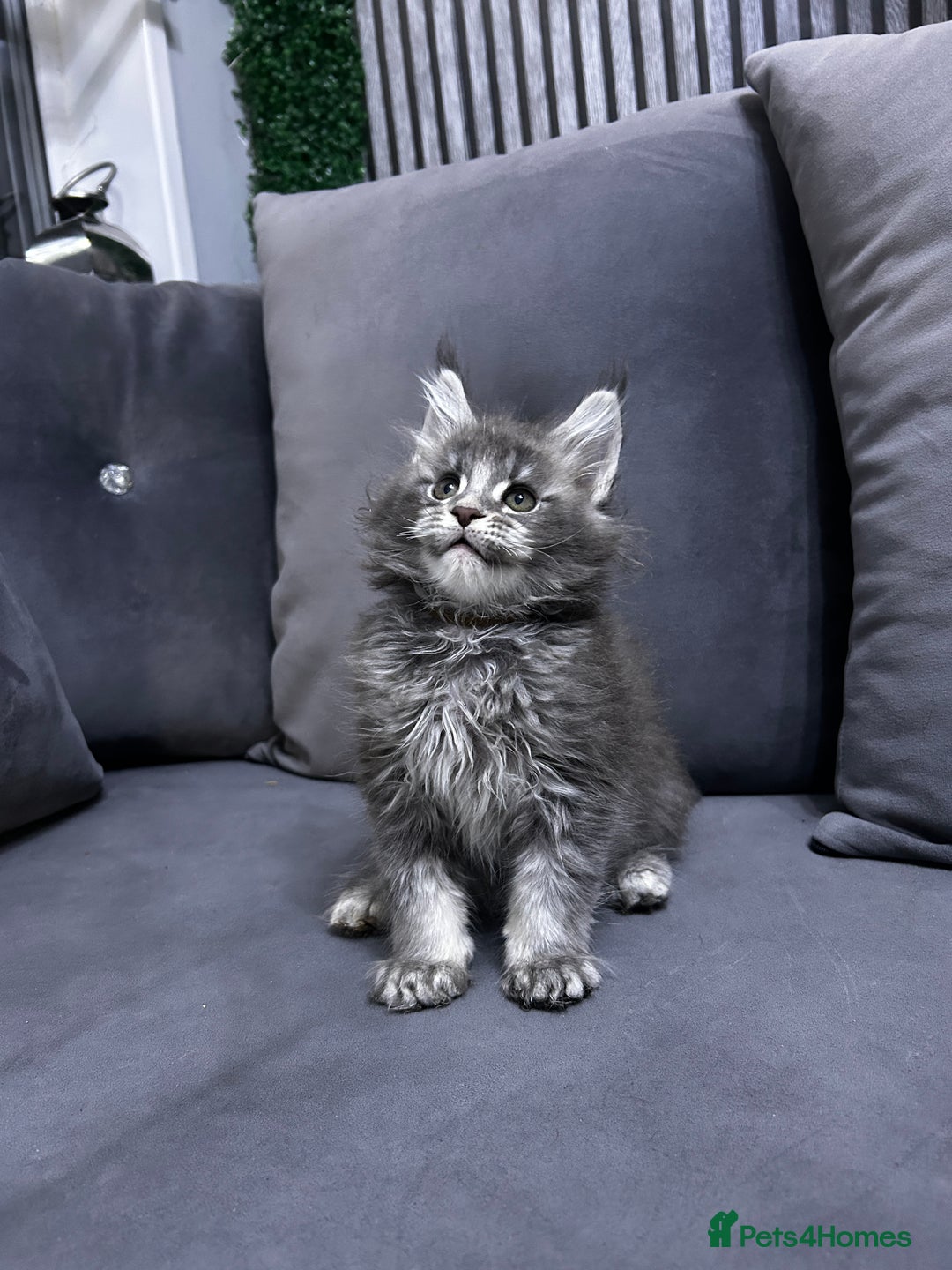 Maine Coon cats for sale: Maine Coon - Advert 9