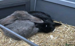 English Lop rabbits for sale: Rabbits - Image 3