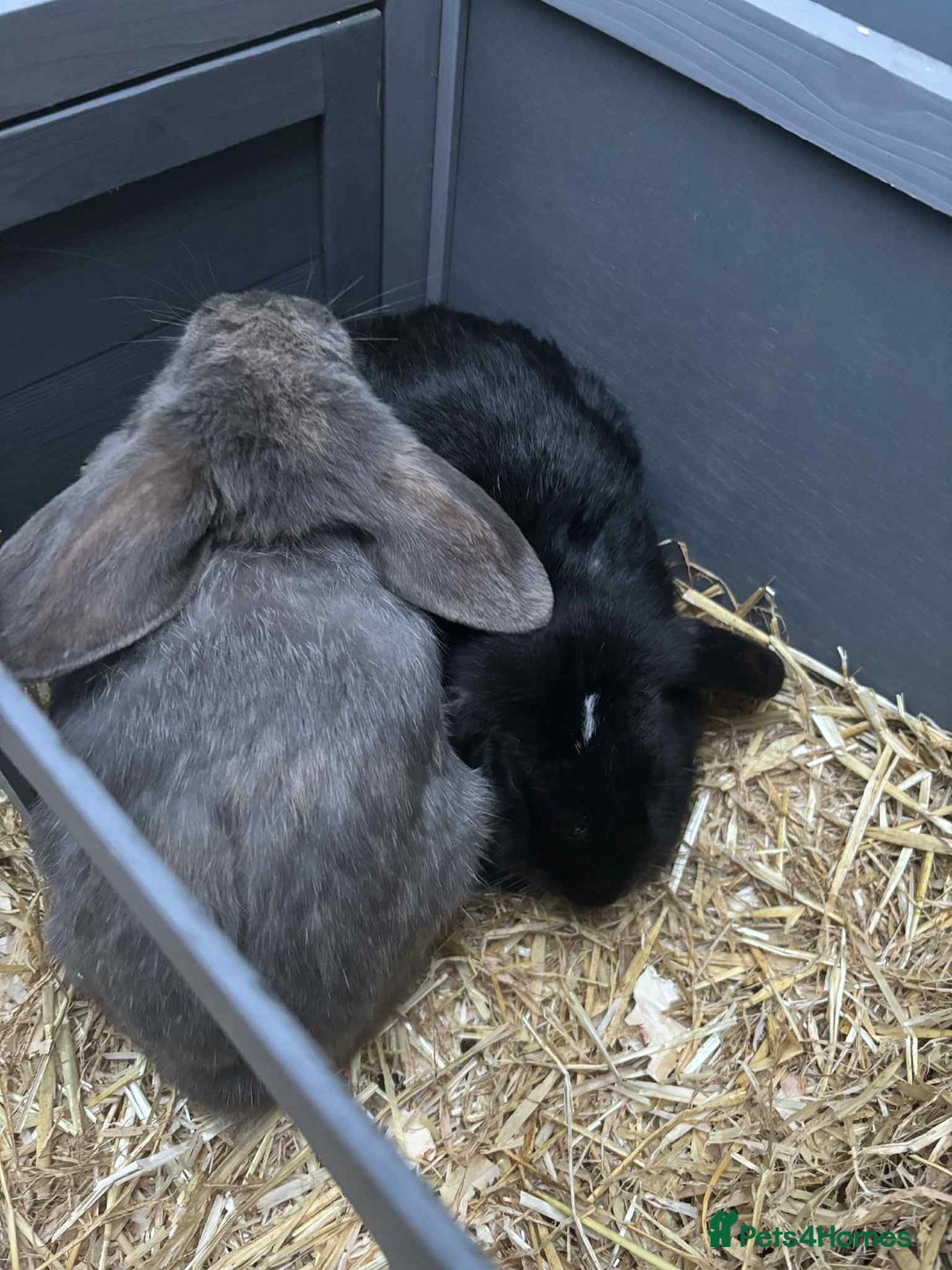 English Lop rabbits for sale: Rabbits - Image 3