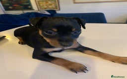 Mixed Breed dogs for sale: miniature pincher / mini jack  - Image 18