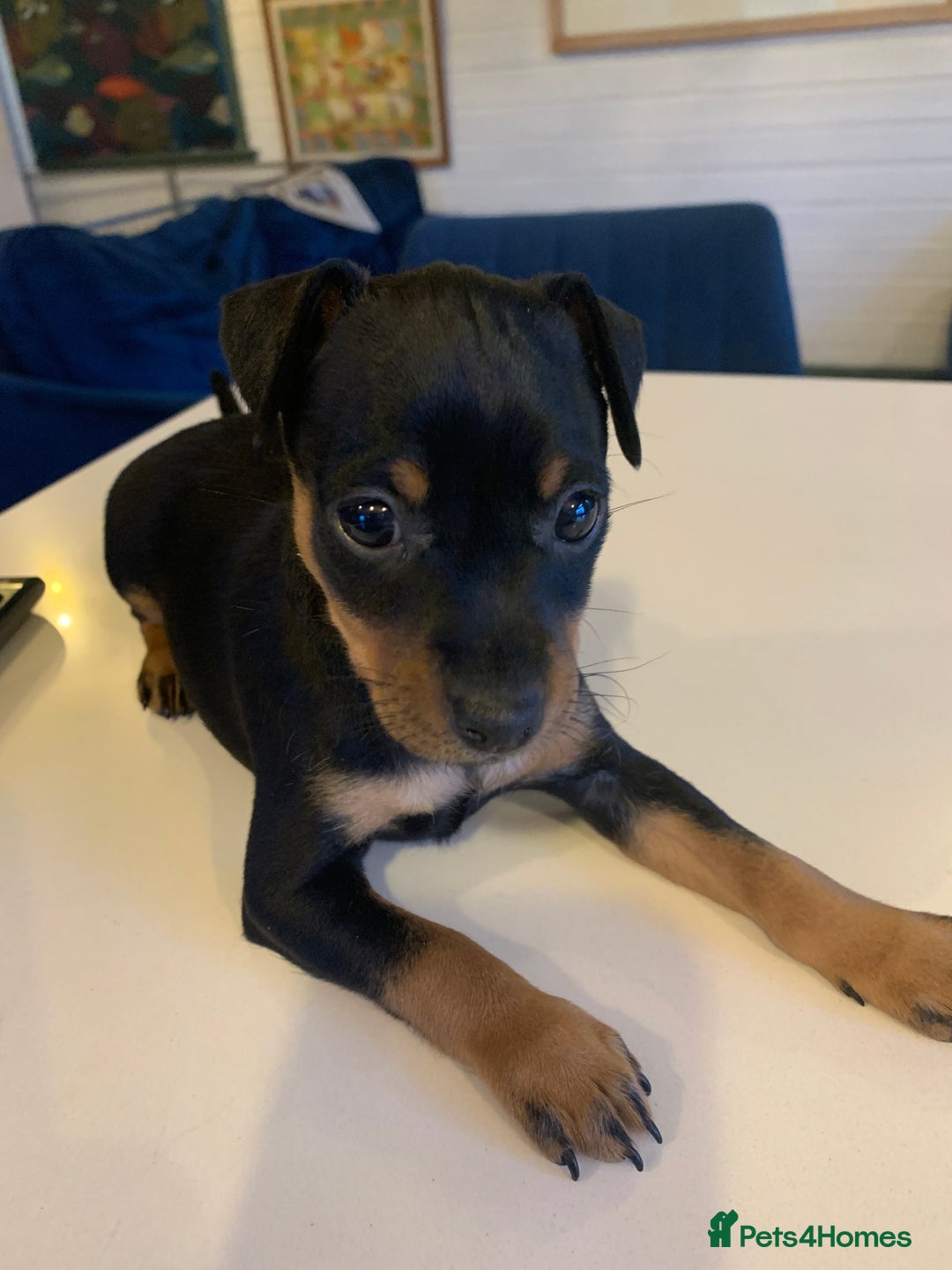 Mixed Breed dogs for sale: miniature pincher / mini jack  - Image 18
