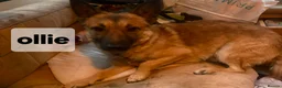 Mixed Breed dogs for sale: ACE, OLLIE & CHESTERLOOKING FOR THEIR HOMES - Advert 8