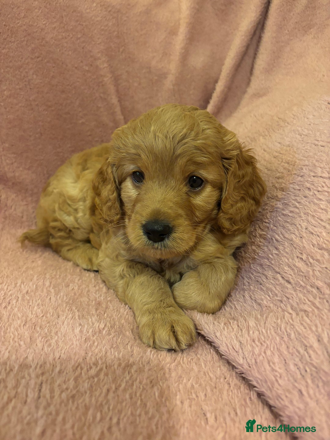 Cockapoo dogs for sale: Last cockapoo boy looking for his forever home ❤️ - Advert 8