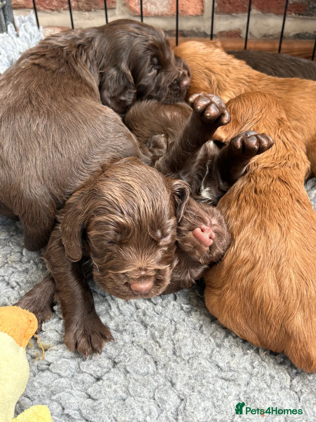 Cocker Spaniel dogs for sale: Beautiful KC Cocker Spaniels - Advert 1