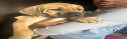 Mixed Breed dogs for sale: Stunning Cane Corso Cross Pups - Ready Now  - Advert 6