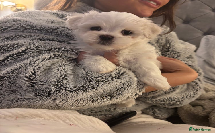 Maltese dogs Adorable KC Korean Maltese X Malshi puppies 🐾 - Advert 14