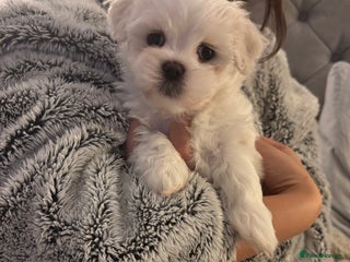 Maltese dogs Adorable KC Korean Maltese X Malshi puppies 🐾 - Advert 4