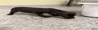 Labrador Retriever 5
