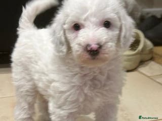 Australian Labradoodle dogs Australian Labradoodle Puppies - Advert 1