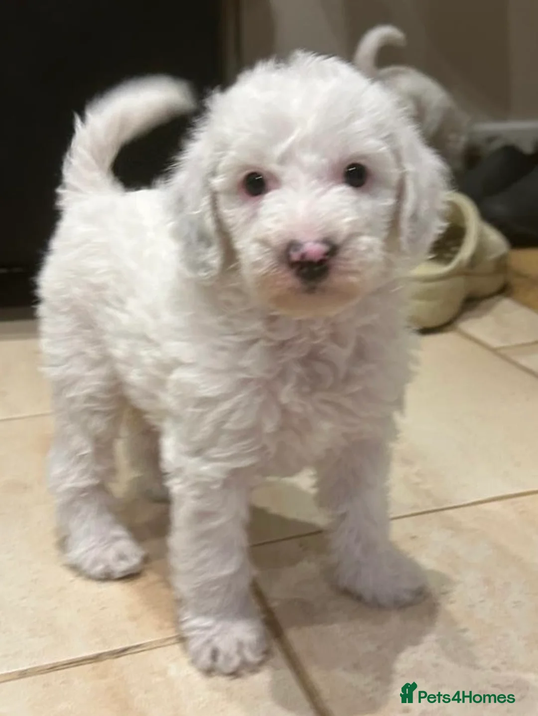 Australian Labradoodle dogs for sale: Australian Labradoodle Puppies - Advert 1