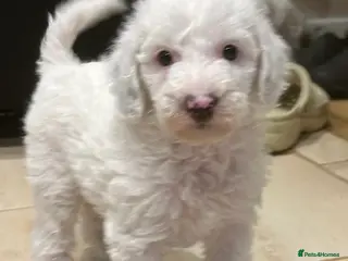 Australian Labradoodle dogs Australian Labradoodle Puppies - Advert 12