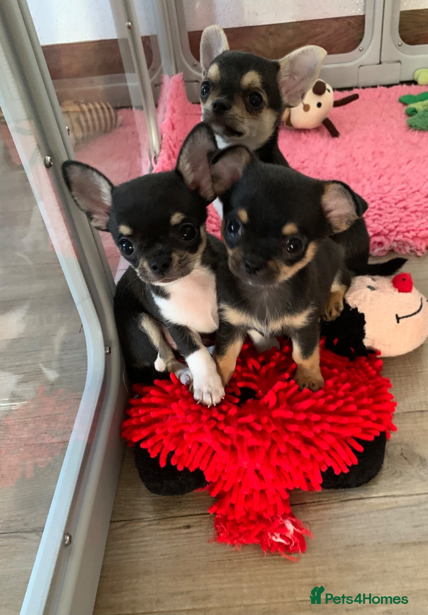 Chihuahua dogs 5* LICENSED GORGEOUS READY💕 KC CHIHUAHUA LITTER - Advert 4