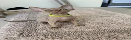 Devon Rex cats for sale: Price Reduced!TICARegisteredDevonRex lilac kittens - Advert 3