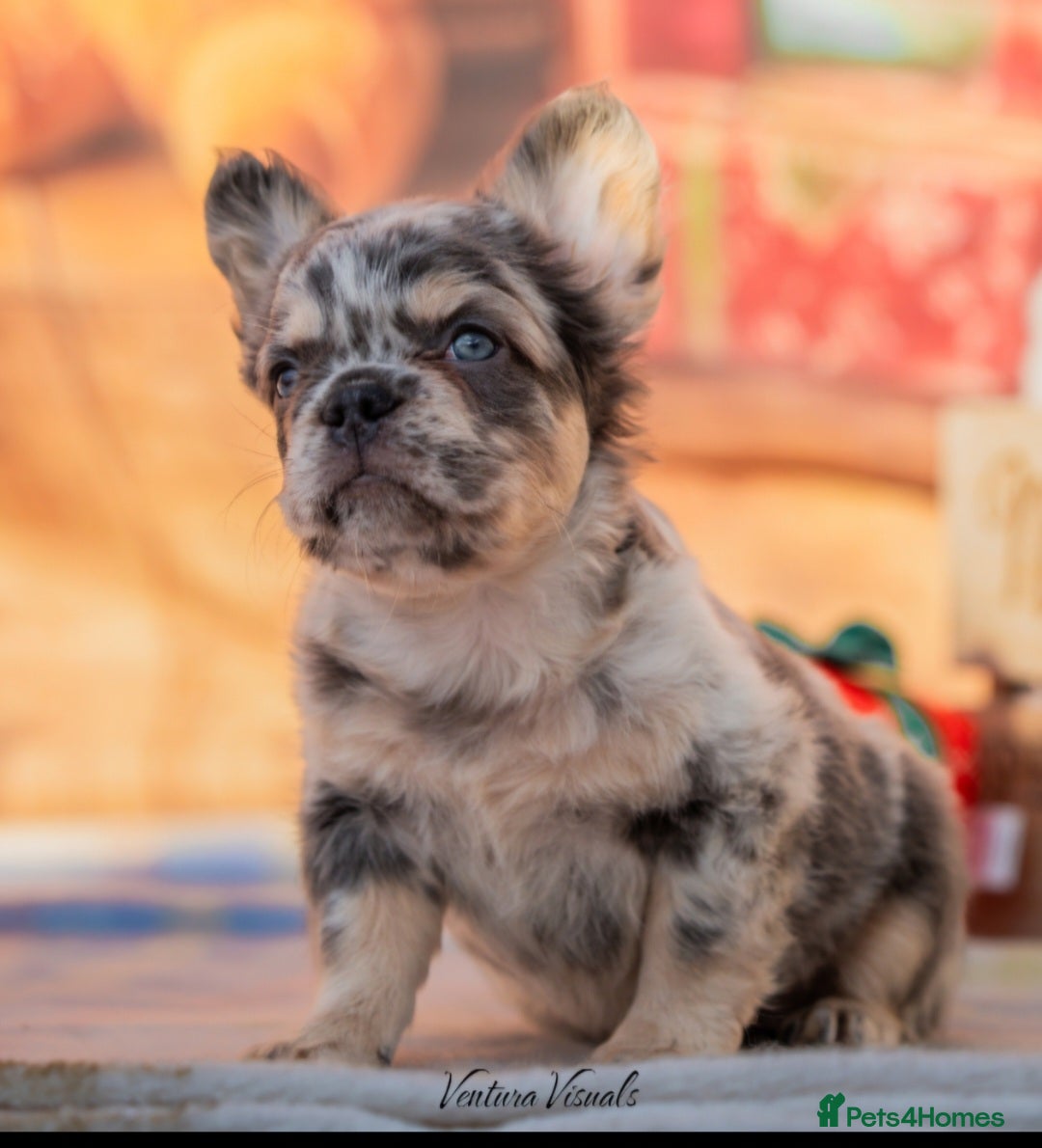 French Bulldog dogs Quality French Bulldog Puppies – Well Socialised - Advert 2