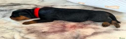 Rottweiler dogs for sale: KC Serbian Rottweilers champion winning bloodlines - Advert 8