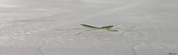 Praying Mantis invertebrates for sale: Haribo Praying Mantis - Advert 6