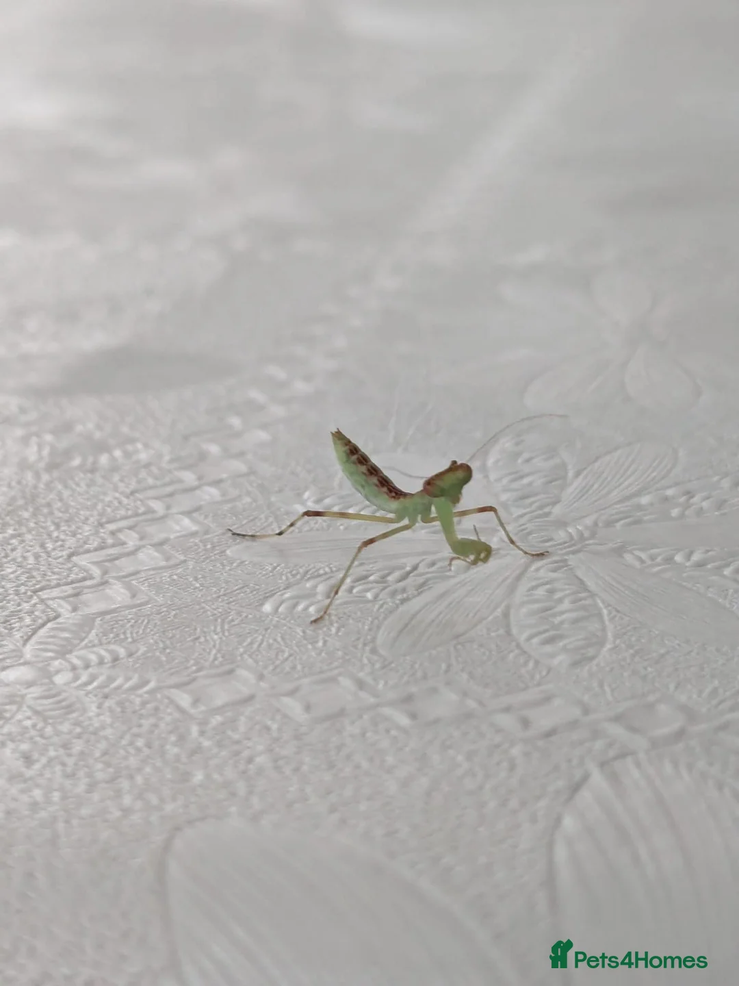 Praying Mantis invertebrates for sale: Haribo Praying Mantis - Advert 6