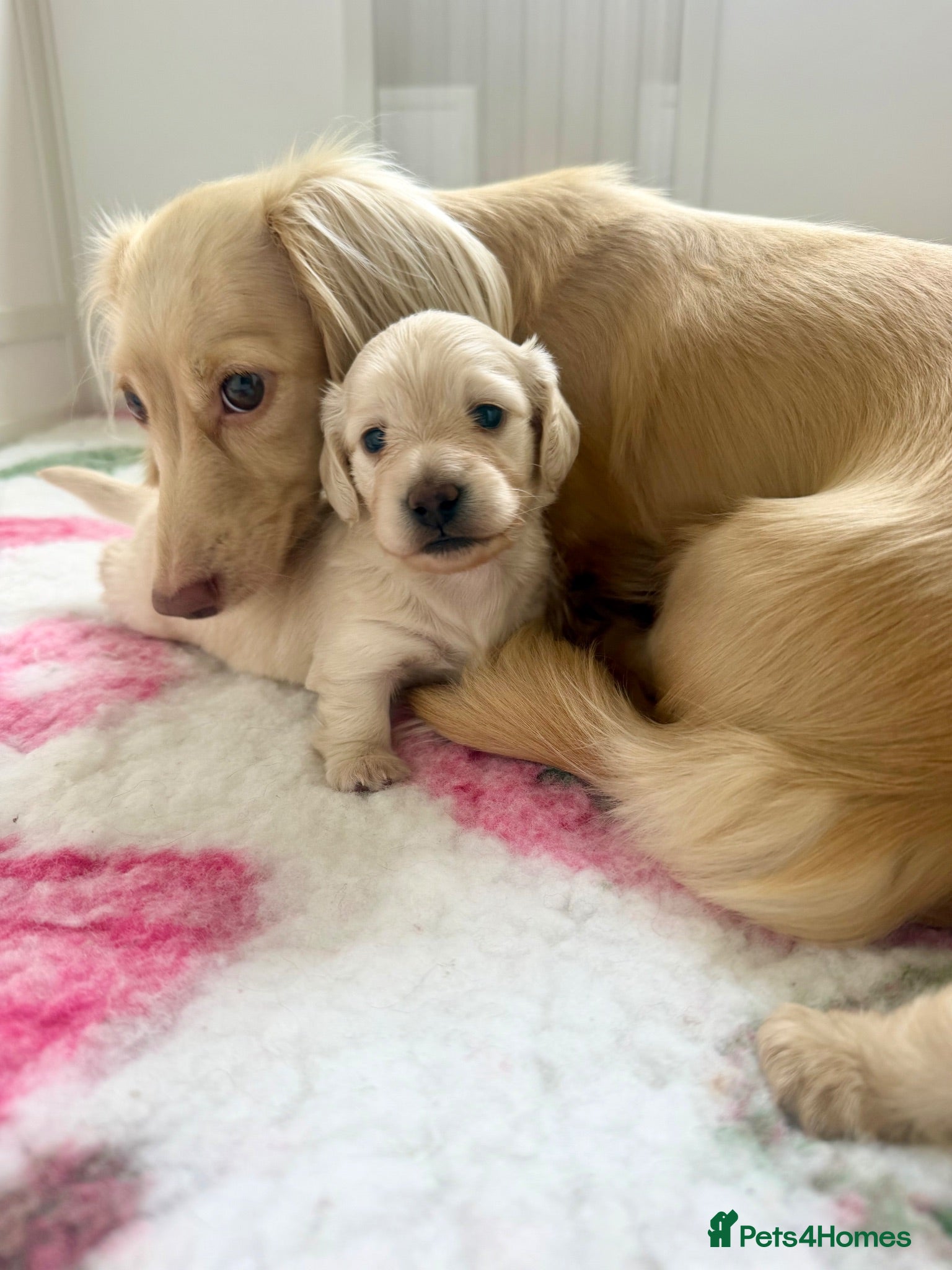 Miniature Dachshund dogs 🍦CREAM KC LONGHAIR MINI DAXI GIRLS🌞 - Advert 4