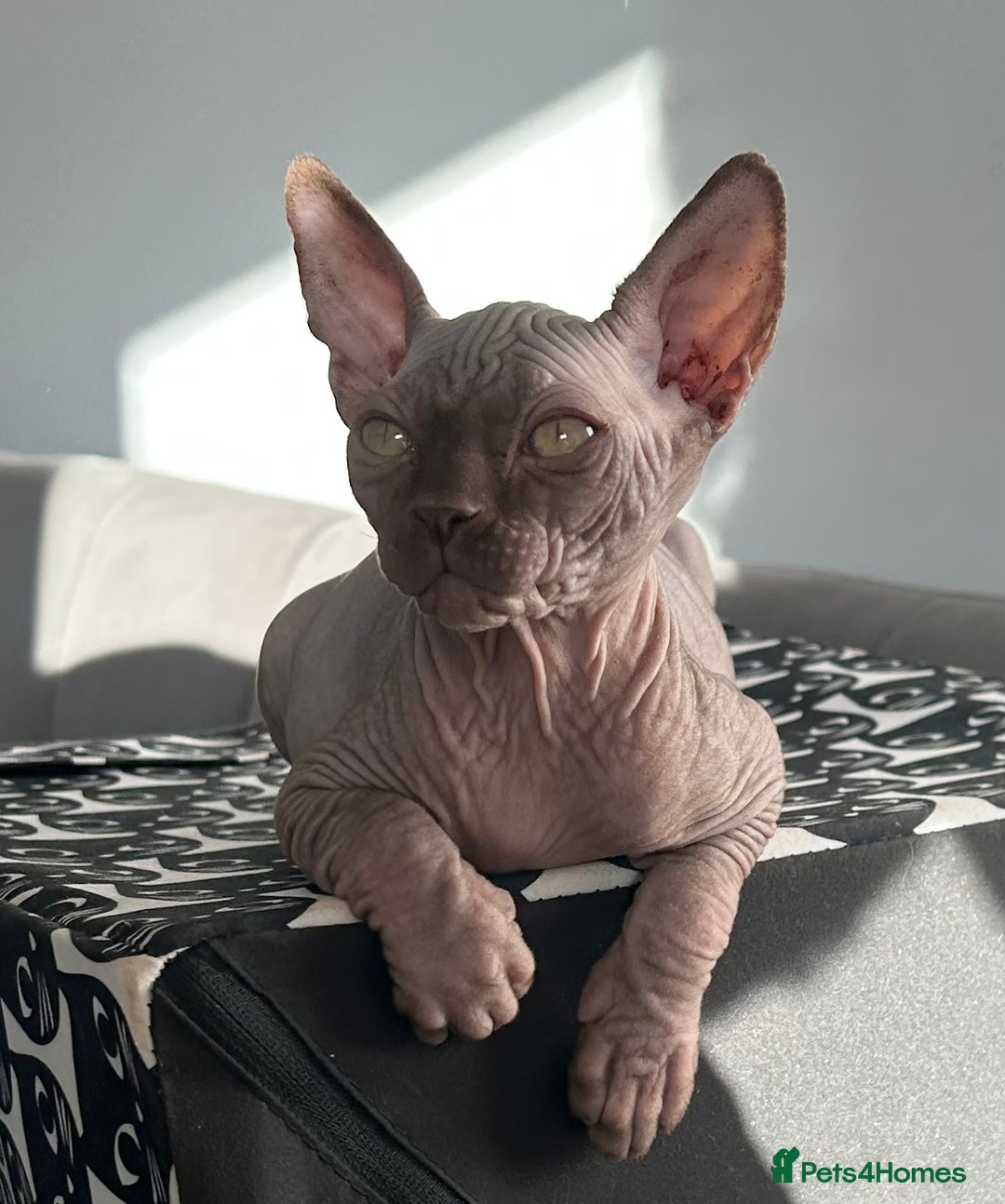 Sphynx cats for sale: Sphynx kittens  - Advert 4