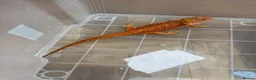Bearded Dragon reptiles for sale: Last stunning bearded dragon - ready to leave!  - Advert 6