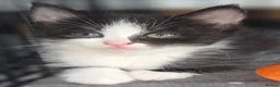 Mixed Breed cats for sale: Kittens looking for their forever homes - Advert 10