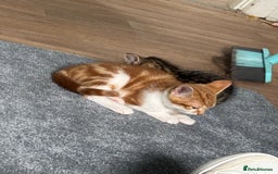 Mixed Breed cats for sale: 2 male cats  - Image 1