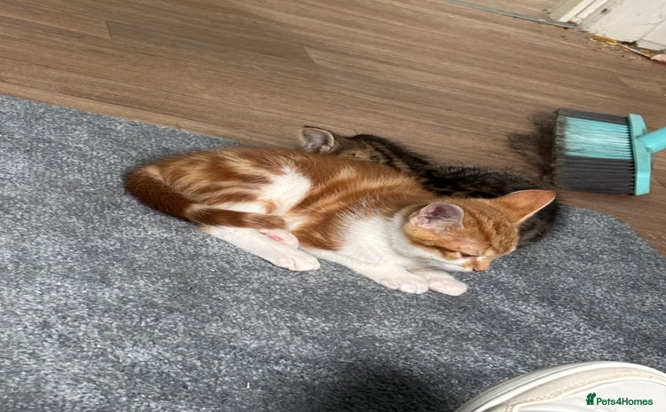 Mixed Breed cats - Advert 6
