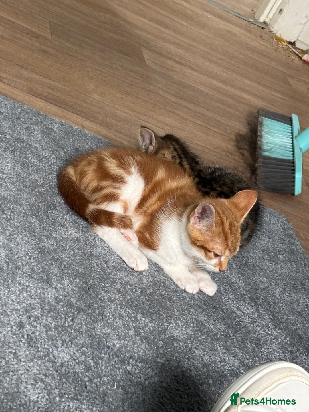 Mixed Breed cats for sale: 2 male cats  - Image 1