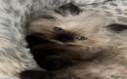 Persian cats for sale: Seal Colourpoint Persian Kittens - Image 6