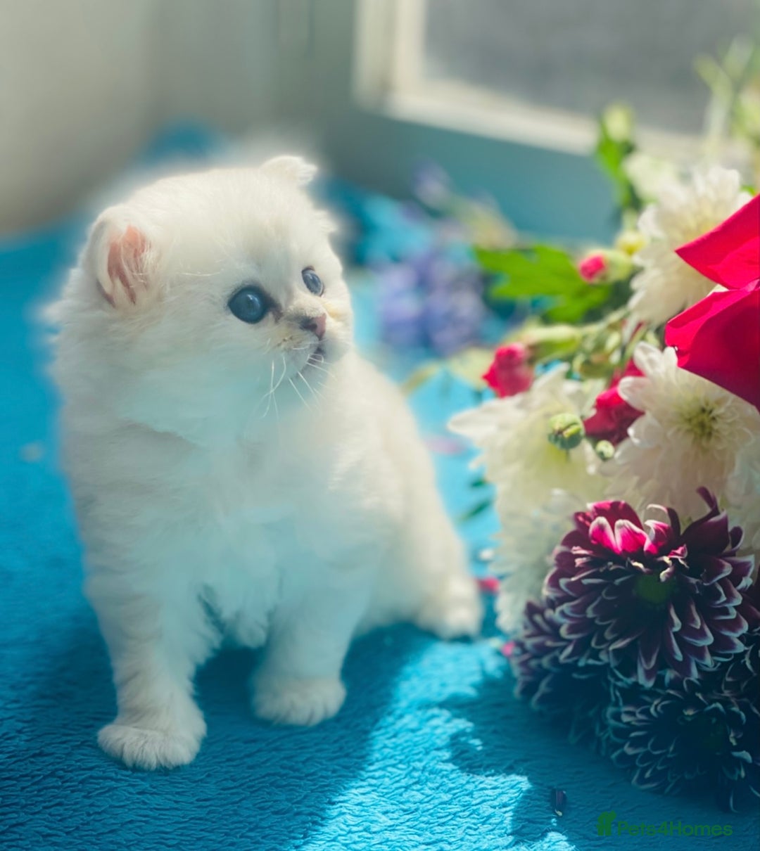 Persian cats for stud: ⭐️PERSIAN CHINCHILLA  PEDIGREE  STUD⭐️ in Gerrards Cross - Image 14