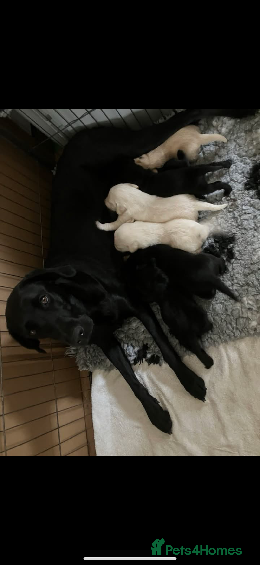 Labrador Retriever dogs for sale: Labrador puppies  - Image 3