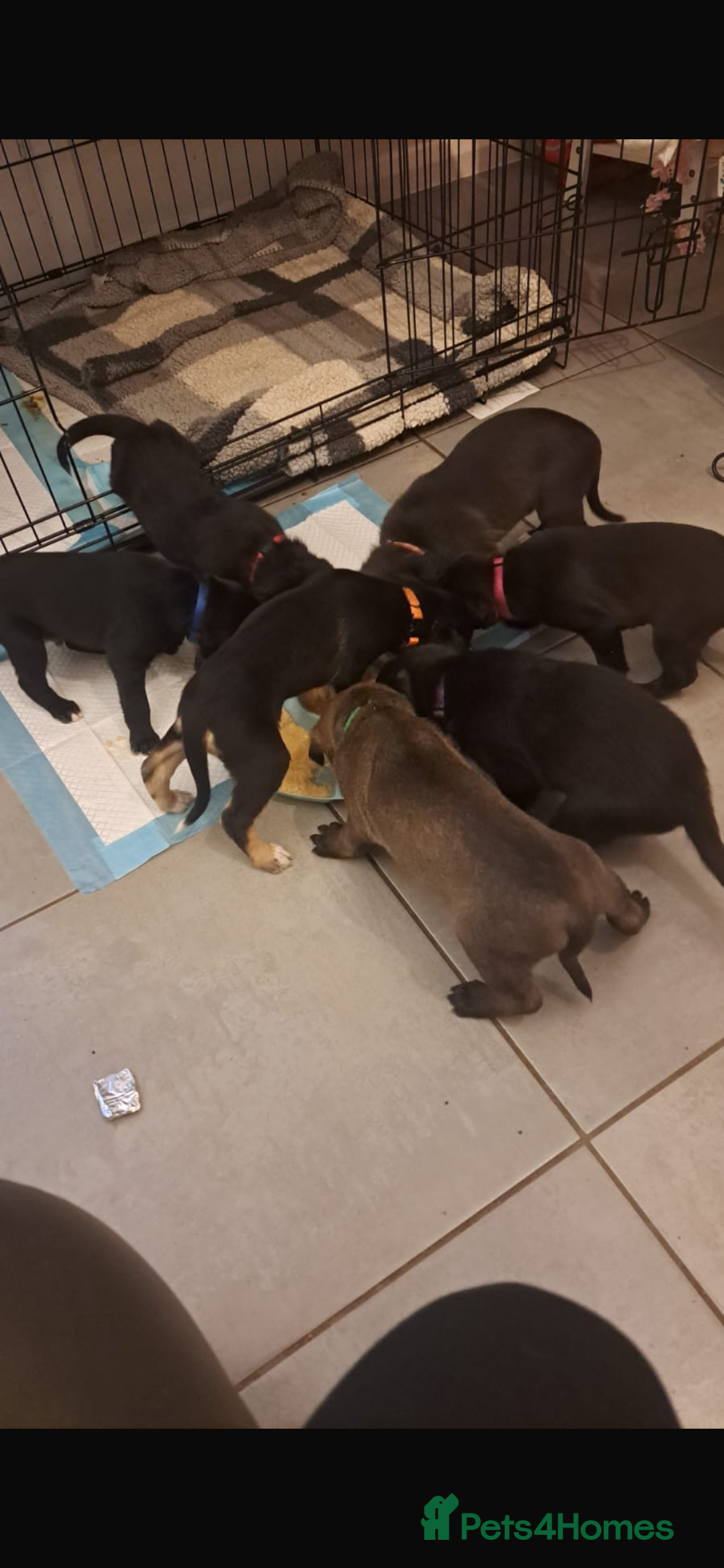 Mixed Breed dogs for sale: Lurcher puppies  - Advert 5
