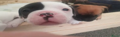 Mixed Breed Puppy 5