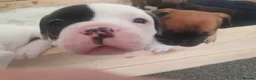Mixed Breed dogs for sale: Oldtyme x bulldogs - Advert 2