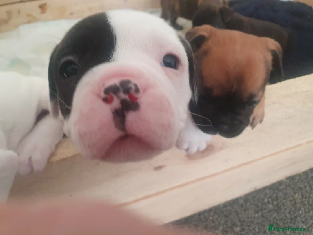 Mixed Breed dogs for sale: Oldtyme x bulldogs - Advert 2