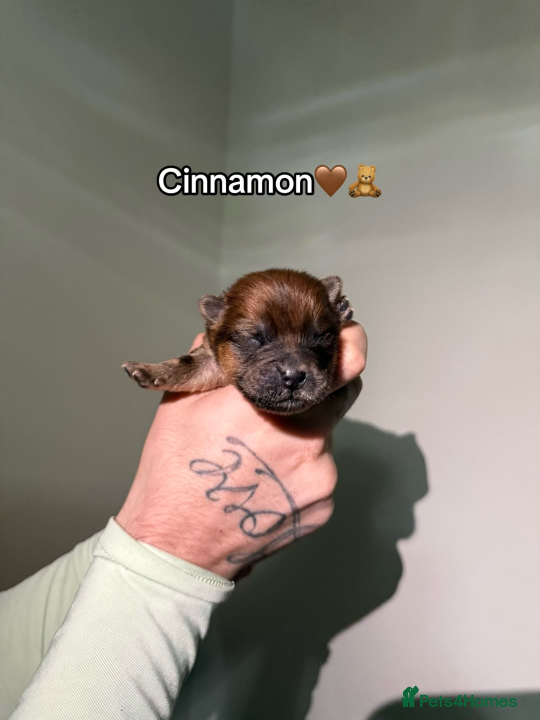 Chow Chow dogs for sale: 🍬Beautiful chow litter kc registered 🍬 - Advert 3