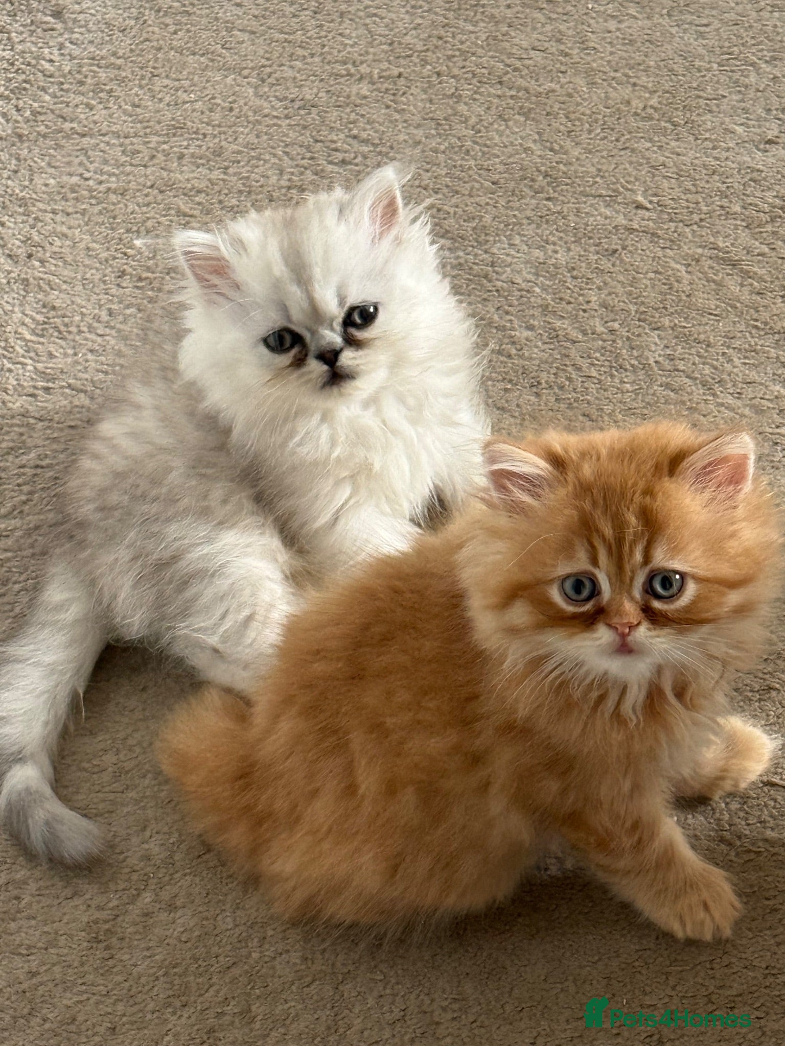 Persian cats Persian kittens  - Advert 4