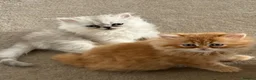 Persian cats for sale: Persian kittens  - Advert 1
