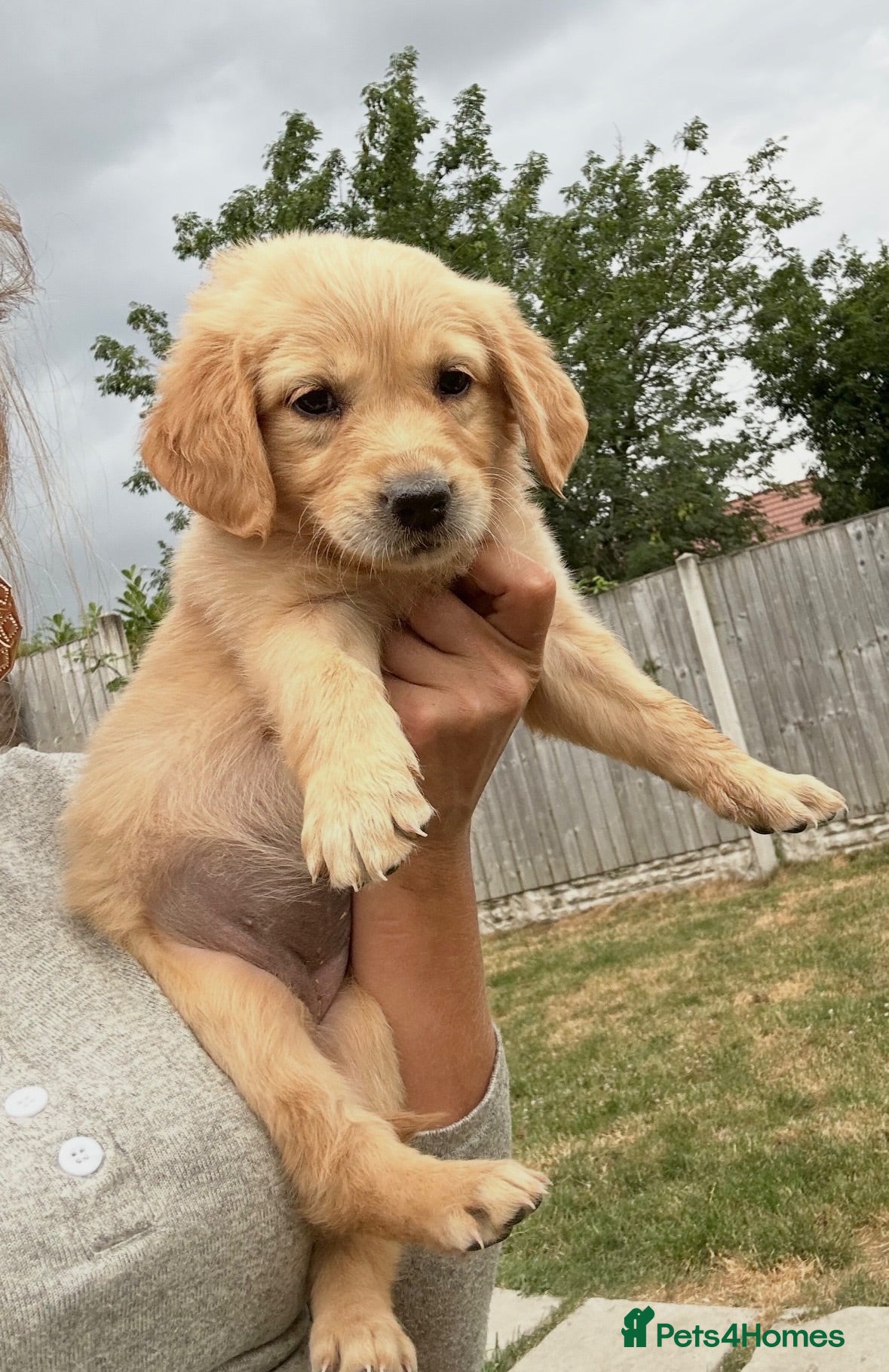 Golden Retriever dogs Quality golden retrievers  - Advert 1