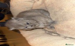 British Shorthair cats for sale: British short hair kittens  - Advert 8