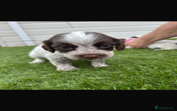 Cocker Spaniel dogs for sale: Cocker spaniel puppies 6girls 1boy ready now - Image 8