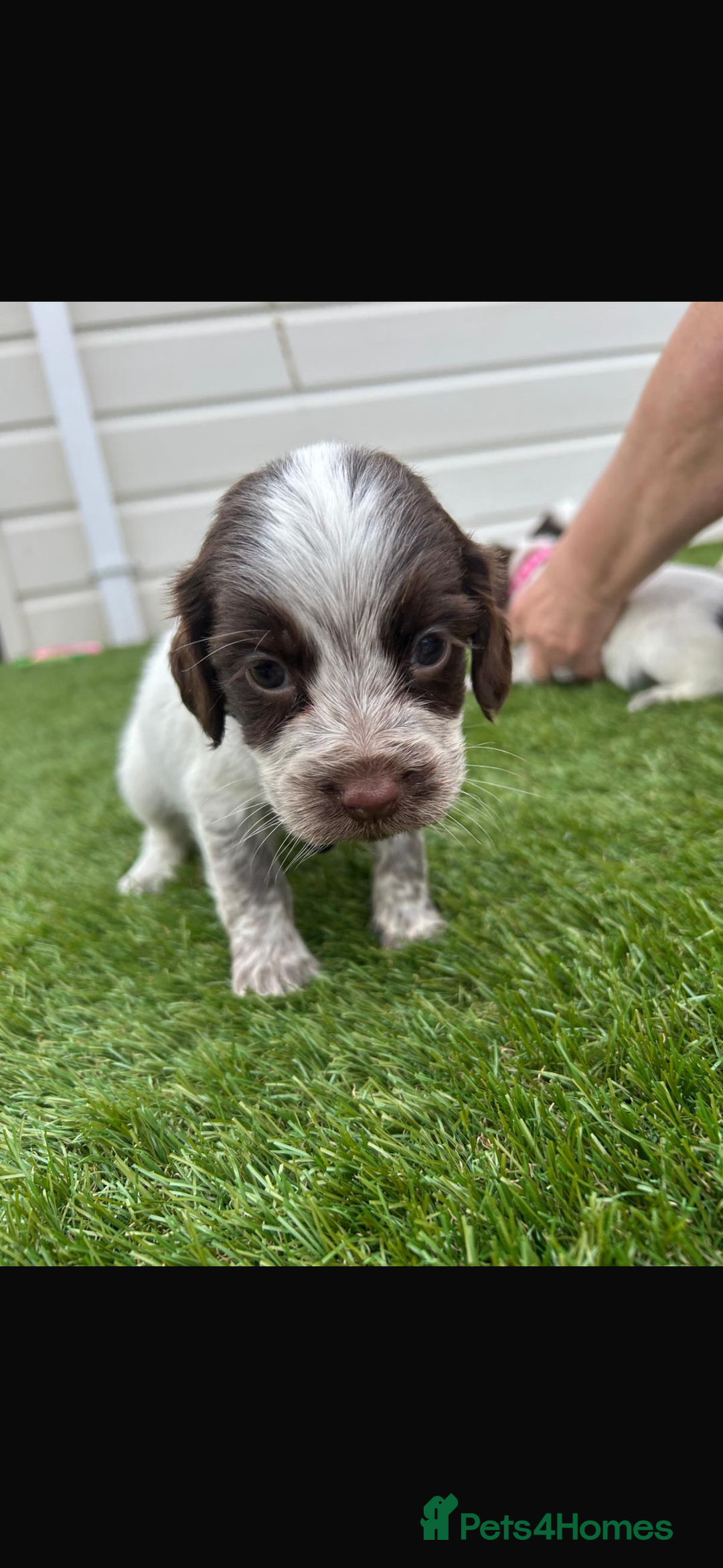 Cocker Spaniel dogs for sale: Cocker spaniel puppies 6girls 1boy ready now - Image 8