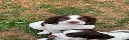 English Springer Spaniel dogs for sale: HEALTH TESTED QUALITY ENGLISH SPRINGER SPANIELS  - Advert 13