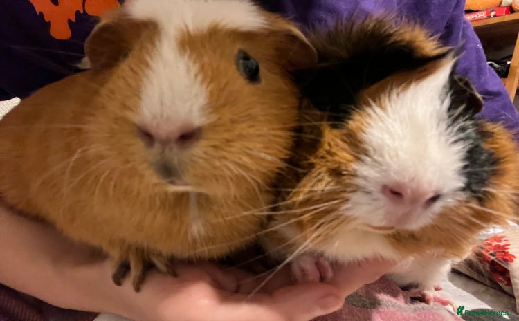Guinea Pig rodents - Advert 3