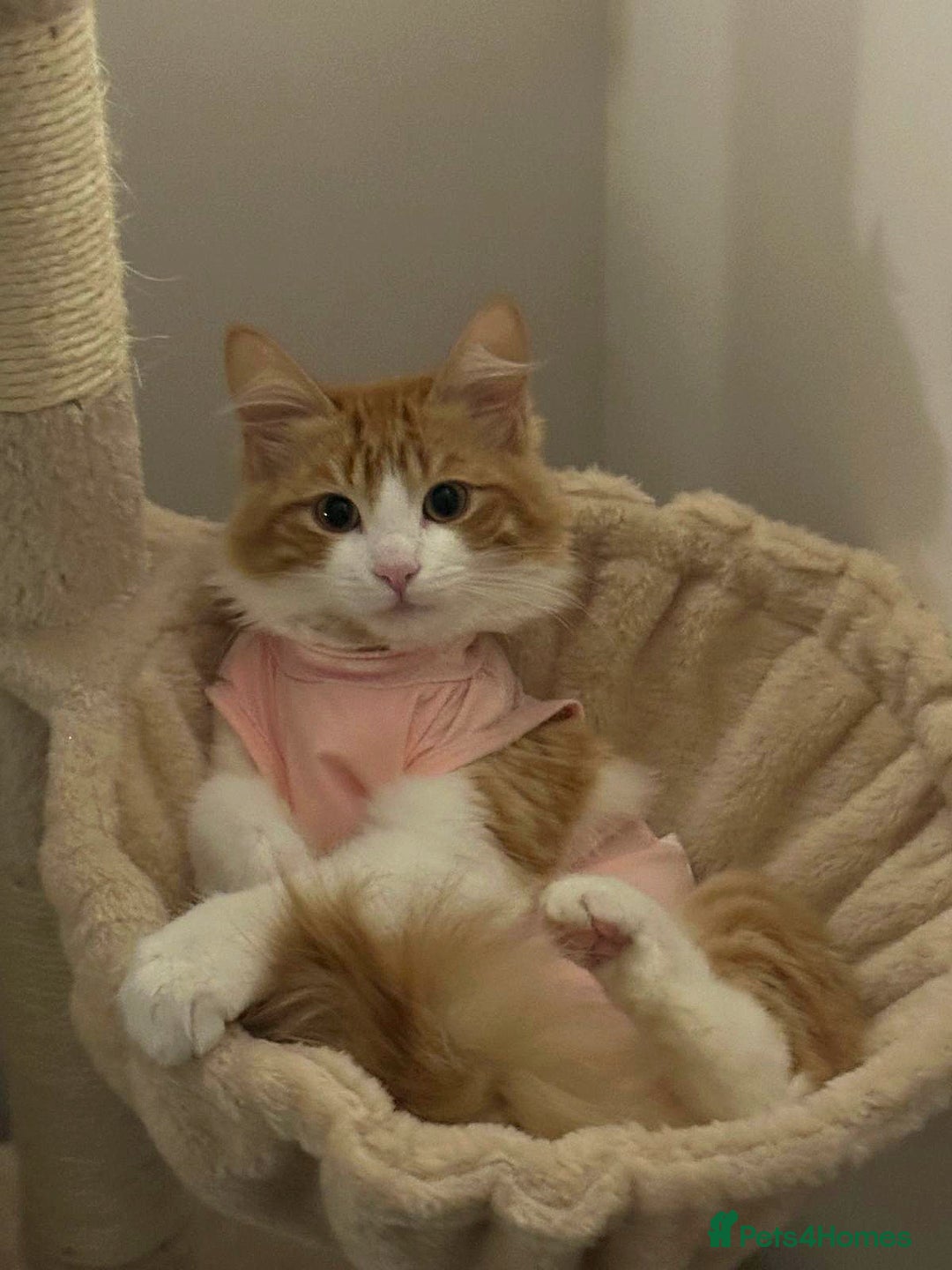 Maine Coon cats for sale: Maine coon mix ragdoll female - Image 4