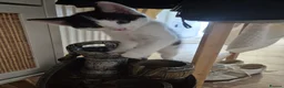 Mixed Breed cats for sale: Unique Smart Kittens for Loving Homes  in Kilwinning - Advert 14