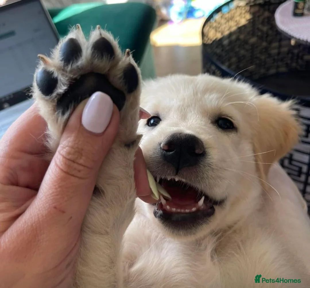 Golden Retriever dogs for sale: February Litter Announcement  - Advert 3