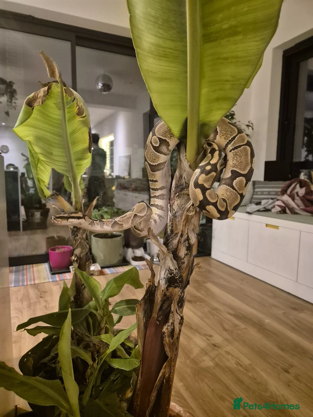 Python Snake reptiles for sale: Ball Python for Sale - Advert 2
