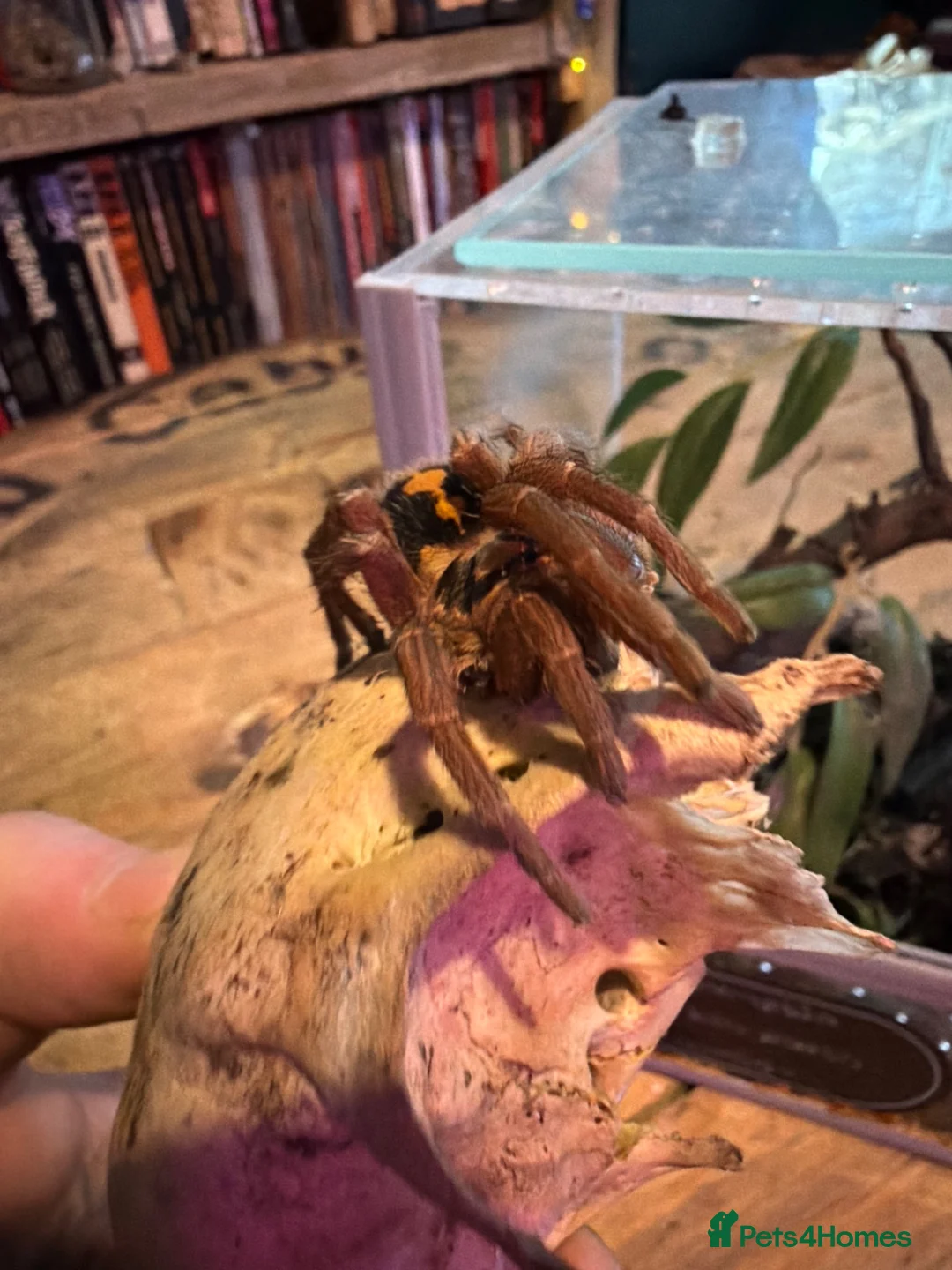 Tarantulas invertebrates for sale: Multiple tarantulas for sale  - Advert 2