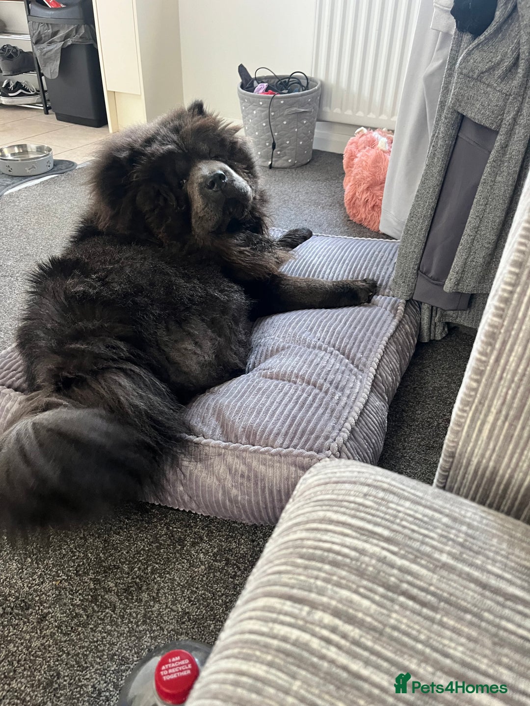 Chow Chow dogs for stud: Chow Chow For Stud - Image 6